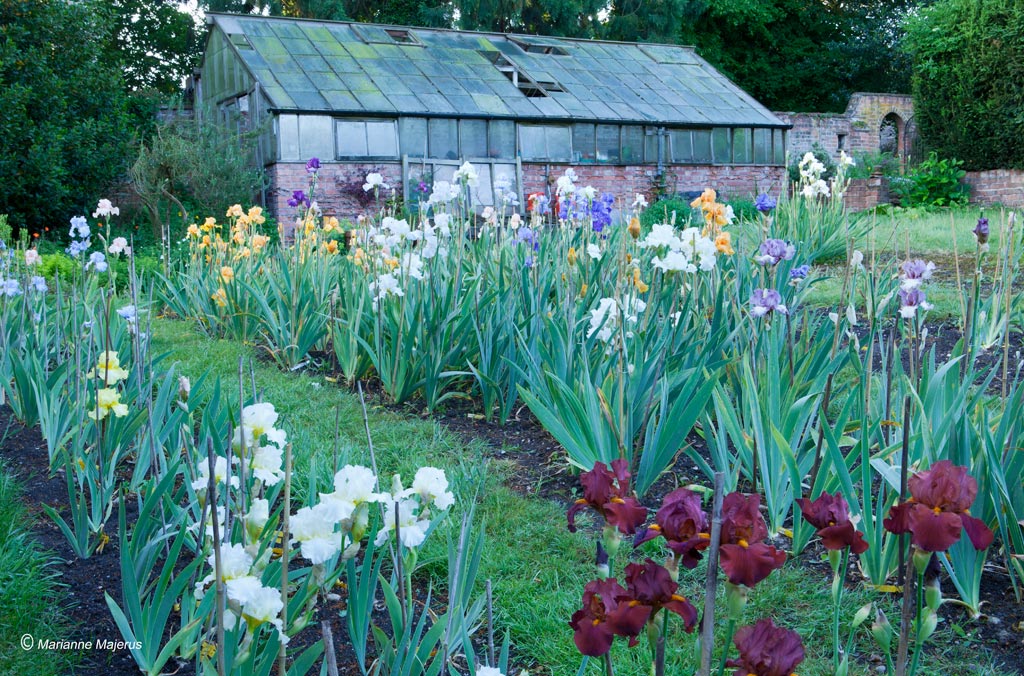 Irises planted in a south facing sunny location