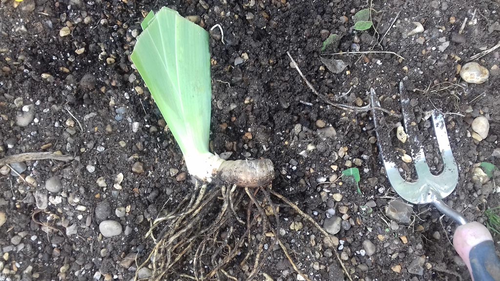 A healthy plant with leaves cut back to 6"