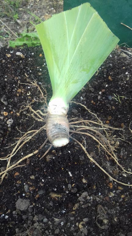 An iris rhizome with roots splayed around the mound