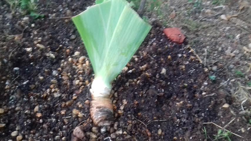 The roots are covered and the top of the rhizome remains exposed