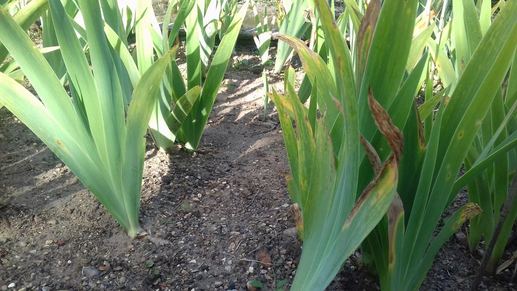 Plants spaced 18" (46cm) between rows to allow good air flow