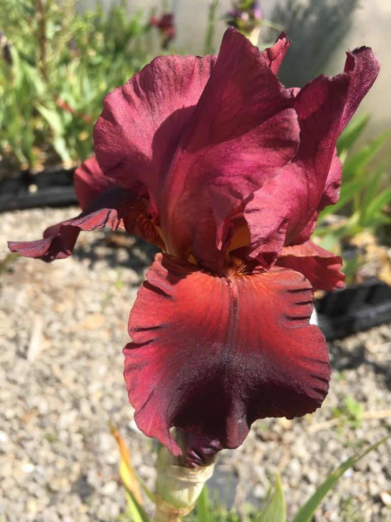 Red Kite One of Our Red Award Winning British Bearded Irises