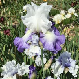 Ice Pinnacle One of our Award Winning Bearded Irises