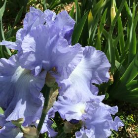 Skye Blue One of our Award Winning Bearded Irises