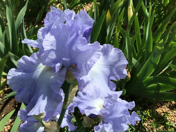 Skye Blue One of our Award Winning Bearded Irises