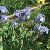 Skye Blue Some of Our award Winning Bearded Irises