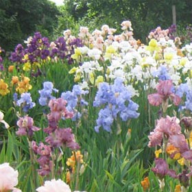 A Group of Bearded Irises