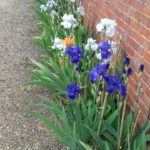 More Bearded Irises in the Walled Garden at Doddington