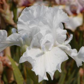 Iris Shaun Emmerson