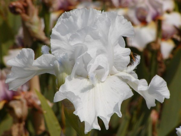 Iris Shaun Emmerson