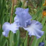 Skye Blue Tall Bearded Iris