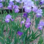 Annabel Jane Bearded Iris