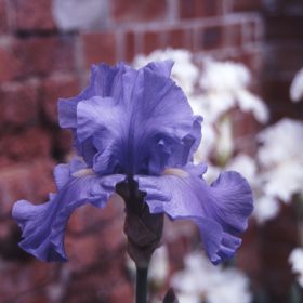 New