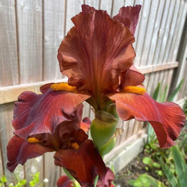 Red Pike One of Our Classic Red Award Winning British Bearded Irises