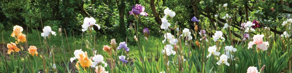 Buy Our Irises