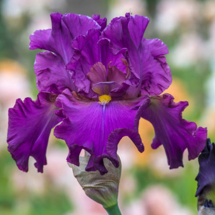 Blaeberry Pie One of Our Outstanding Award Winning British Bearded Irises