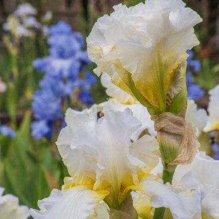 Darley Dale Award Winning British Bearded Iris (UK Dykes Medal 2001)