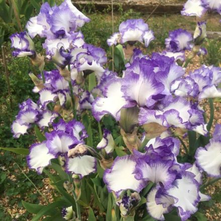 Monsal Dale Tall Bearded Iris