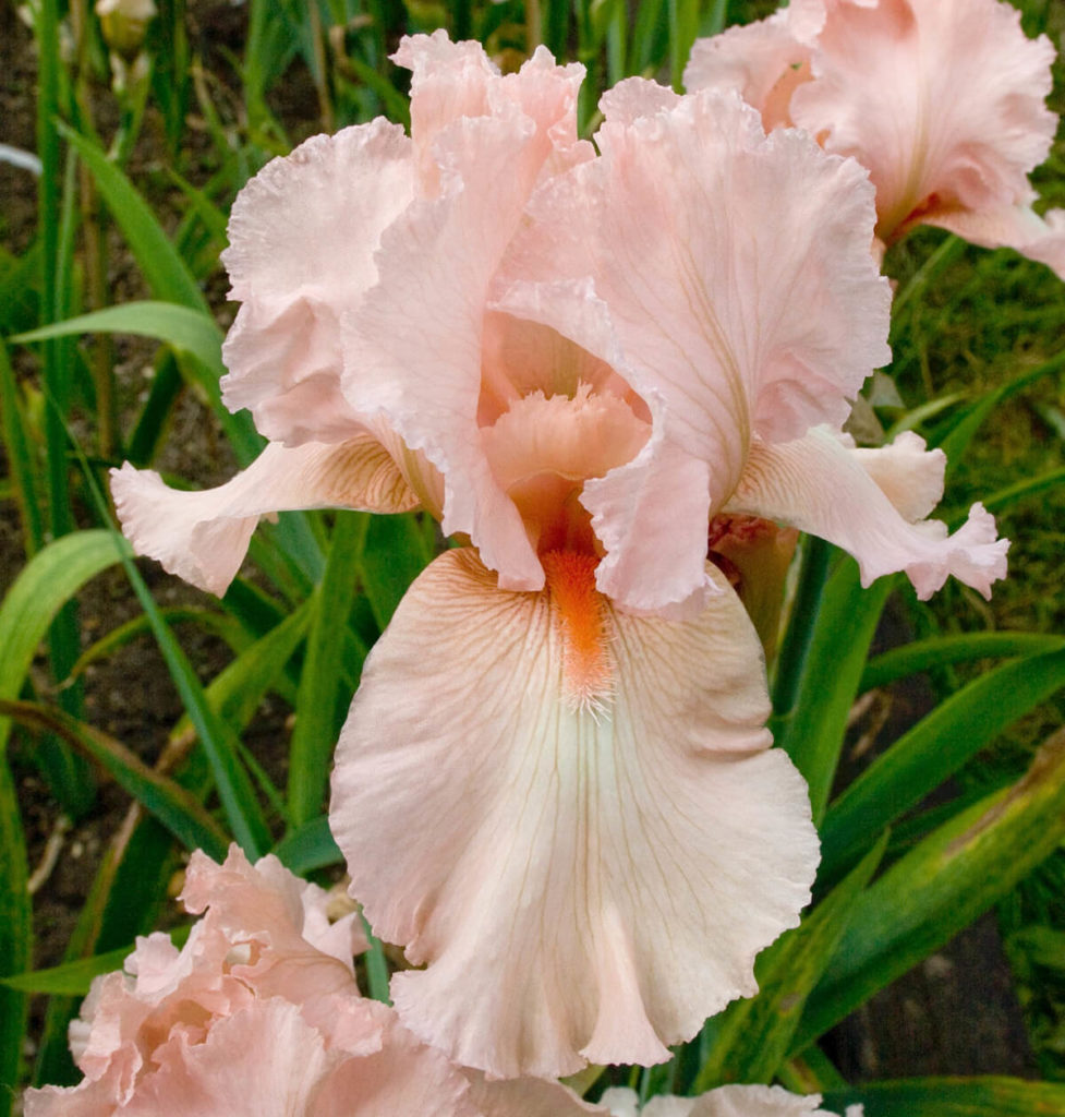 Sherwood Pink tall bearded iris