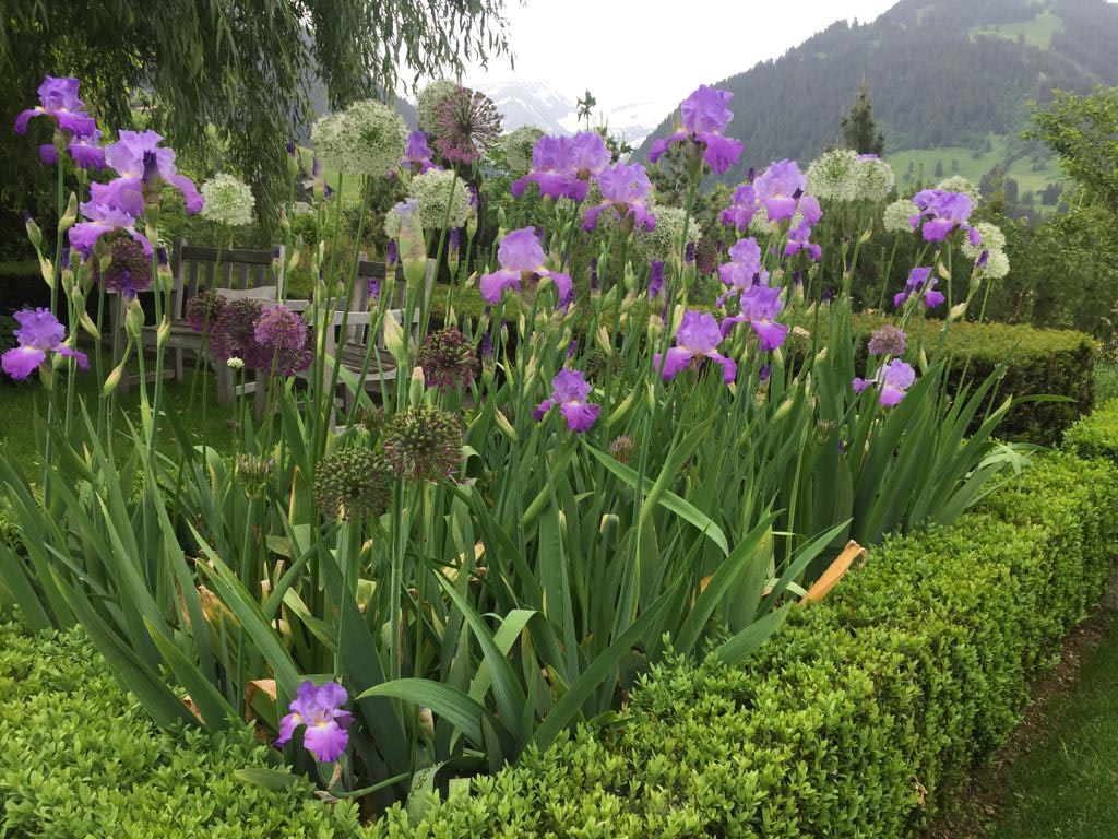 Bearded Irises Planted with Alliums