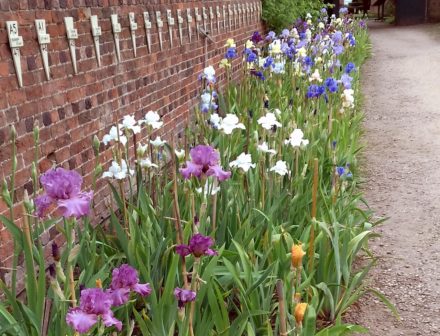 Tall Bearded Irises against a wall