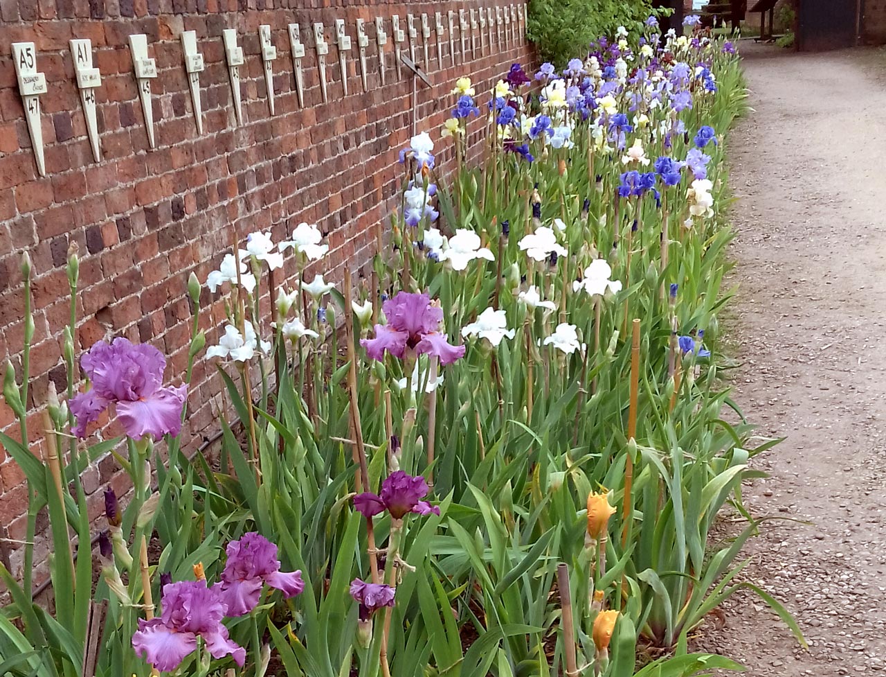 How to Do Companion Planting with English Bearded Irises a Guide