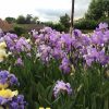 Annabel Jane One of our Award Winning Bearded Irises