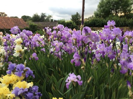 Annabel Jane One of our Award Winning Bearded Irises