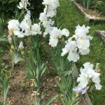 Arctic Tern One of Our Award Winning Bearded Irises