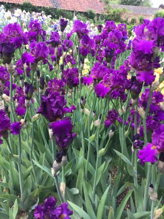 Blaeberry Pie Bearded iris group