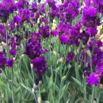 Blaeberry Pie Bearded Iris