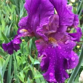 Purple Bearded Iris Blueberry Pie