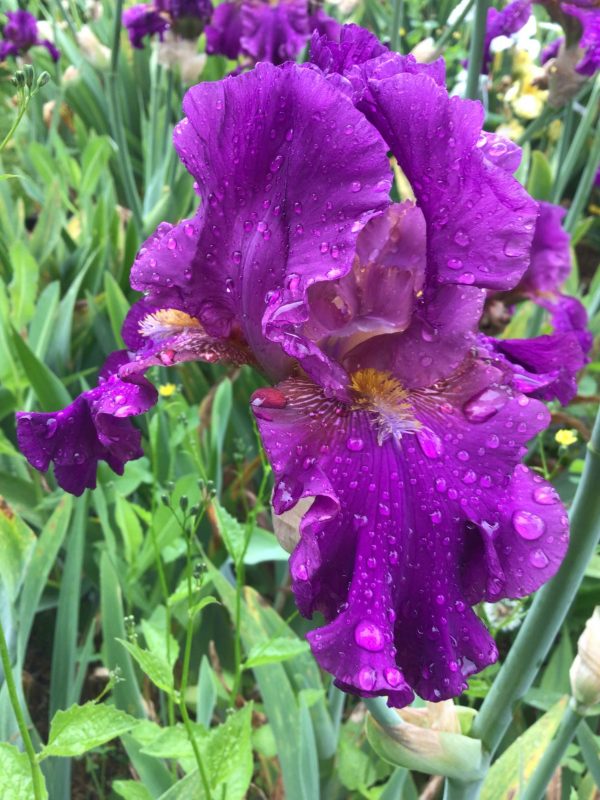 Purple Bearded Iris Blueberry Pie