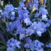 Bryan's Best Blue Bearded iris