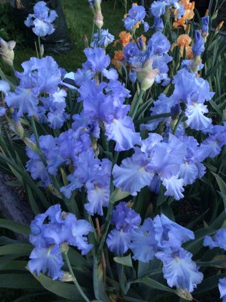 Bryan's Best Blue Bearded iris