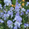 Bearded Irises at Marshgate