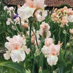 Candelabra Pink Bearded iris