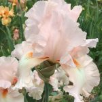 Candleabra Pink One of Our Award Winning Bearded Irises