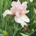 Century Pink One of our Award Winning Bearded Irises