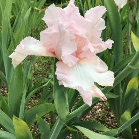 Pink Bearded Iris- Century Pink
