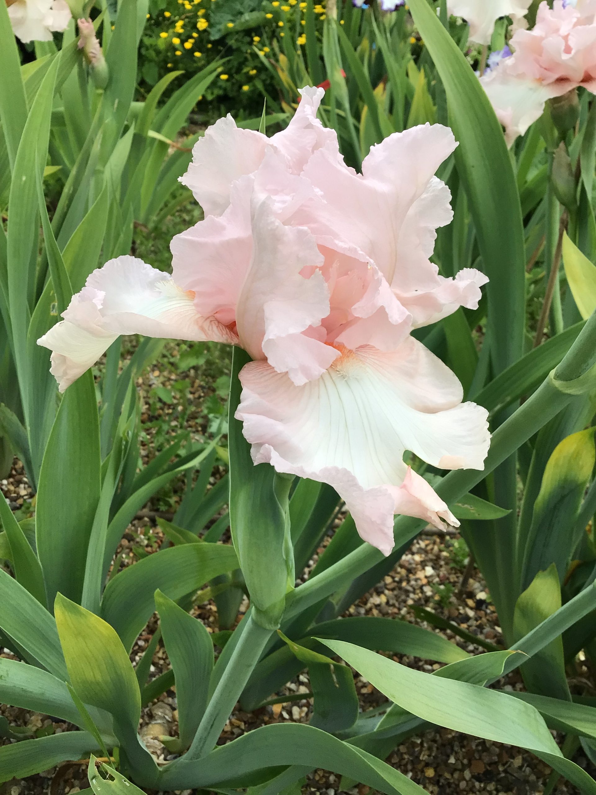 Century Pink Bearded Iris