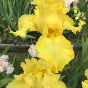 Deep Yellow Bearded Iris Charnwood Delight