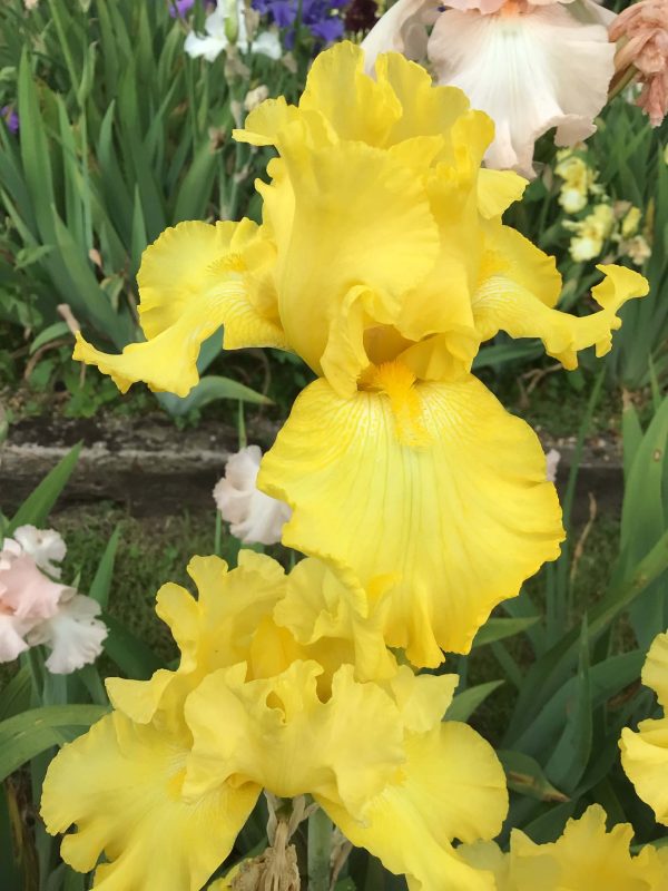 Deep Yellow Bearded Iris Charnwood Delight