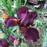 New Red Bearded iris Seedling 2022