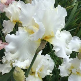 White Bearded Iris Darley Dale