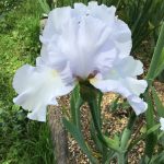 New Grey Bearded Iris 2022