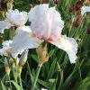 Grey-White Bearded Iris Hen Harrier