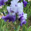 Lavender Purple Bearded Iris High Peak