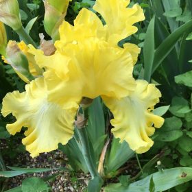 Lime Soda Yellow Bearded Iris