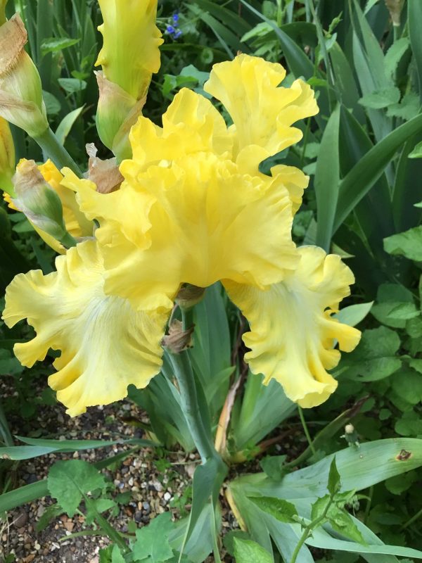 Lime Soda Yellow Bearded Iris